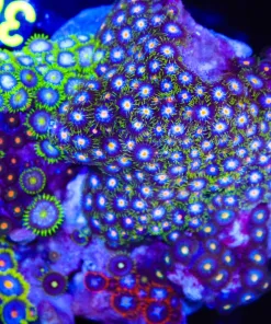 Wysiwyg Crazy Combo Zoanthid Colony (C26)
