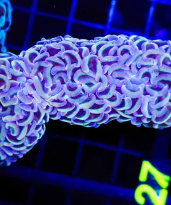 Wysiwyg Golden Wall Hammer Coral (C27)