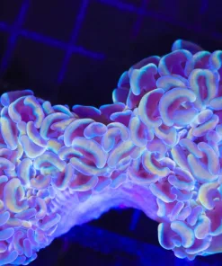 Wysiwyg Wall Hammer Coral (C28)
