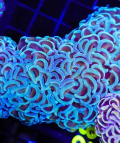 Wysiwyg Blue Gold Wall Hammer Coral (C28)