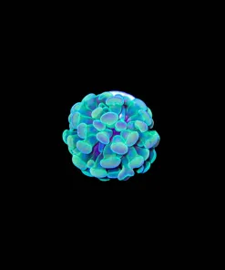 Wysiwyg Hammer Coral (C29)