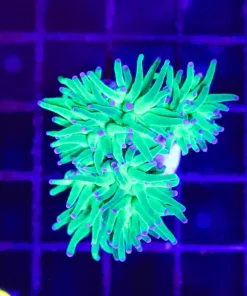 Wysiwyg Small Torch Coral (C29)