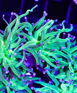 Neon Tip Torch Coral (C3)