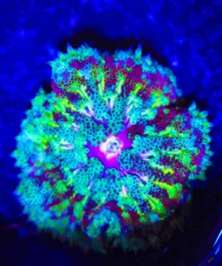 Wysiwyg Max Mini Carpet Anemone (C30) *Free Shipping ! No Minimum Livestock Spend*