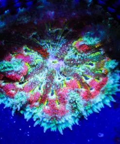 Wysiwyg C30A - Max Mini Carpet Anemone (C30)