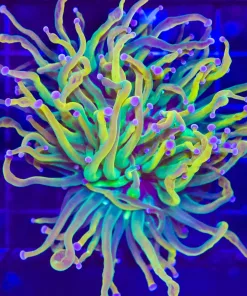 Wysiwyg Holy Grail Torch Coral (C31)