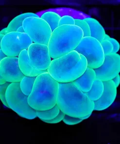 Wysiwyg Large Bubble Coral (C31)