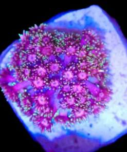 Wysiwyg Flowerpot Coral | Small | Crazy Color (C32)
