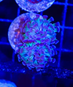 Small Purple Green Hammer Coral Frag (C33)