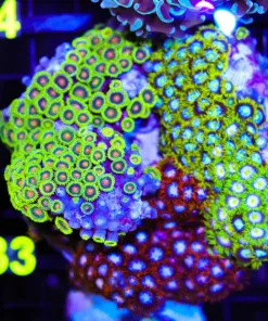 Wysiwyg Crazy Combo Zoanthid Rock (C33)