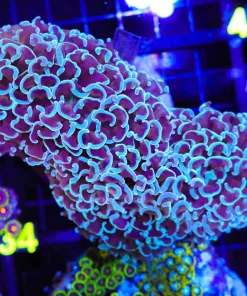 Wysiwyg Blue Hammer Coral Colony (C34)