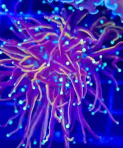 Wysiwyg Torch Coral (C35)