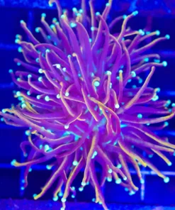 Wysiwyg Torch Coral (C36) Free Shipping ! $199 Minimum Livestock Spend