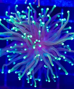 Wysiwyg Torch Coral (C37)