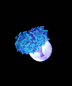 Wysiwyg Hammer Coral (C38)