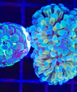 Wysiwyg 2for1 Hammer Coral (C38)