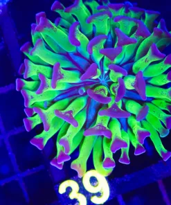 Wysiwyg Classice Hammer Coral (C39)