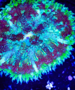 Wysiwyg C39A - Max Mini Carpet Anemone (C39)