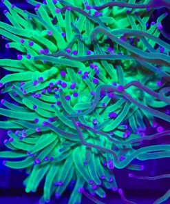 Pink Tip Torch Coral (C4)