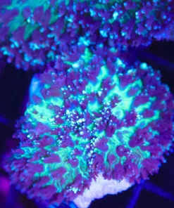 Wysiwyg Unique Hairy Mushroom (C40)
