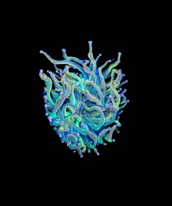 Wysiwyg Holy Grail Torch Coral (C41)