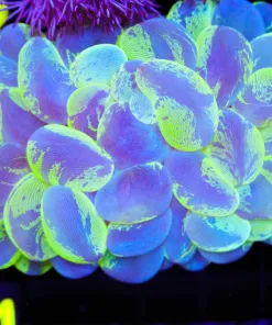 Wysiwyg Crazy Bubble Coral (C41)