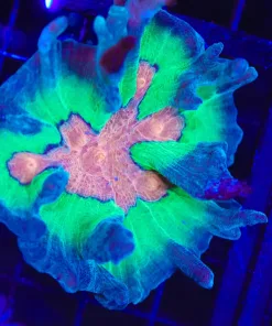 Wysiwyg Pectinia Coral Colony (C43)