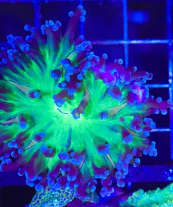 Wysiwyg Frogspawn (C44)