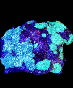 Wysiwyg Large Rock Covered In 2 Different Types Of Unique Disscosma Mushrooms (C45)