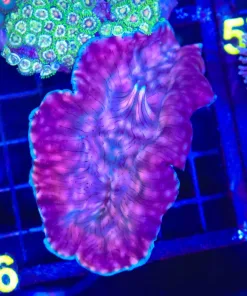 Wysiwyg Small Derasa Clam (C46) *Free Shipping ! Minimum $249 livestock spend*