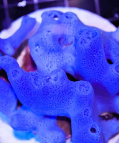 Crazy Blue Sponge (~1" Frag) (C46)