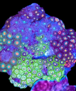 Wysiwyg Crazy Zoanthid Combo Rock (C47)