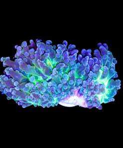 Wysiwyg Frogspawn Coral (C48)