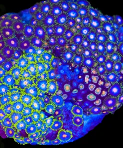 Wysiwyg Crazy Zoanthid Combo Rock (C48)