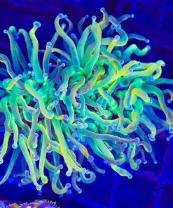 Wysiwyg Holy Grail Torch Coral (C49) Free Shipping ! NO Minimum Livestock Spend