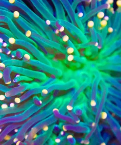 Mandarin Swag Torch Coral (C5)