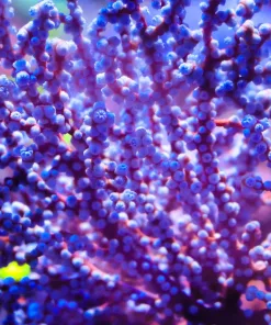 Blueberry Gorgnian (~1.5'' Unmounted Frag) | Non Photosyenthic (C50)