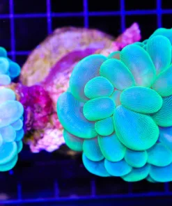 Wysiwyg Branching Bubble Coral | Pick Up Only Please (C51)
