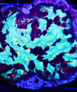 Wysiwyg Favia Coral Colony (C52)