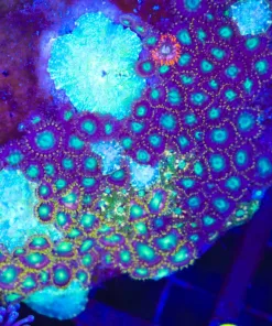 Wysiwyg Zoanthid x Mushroom Combo Rock | Pick Up ONly (C57)