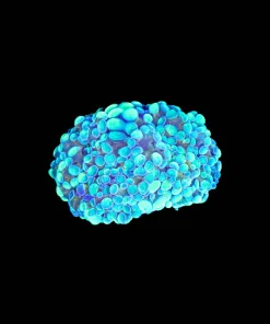 Wysiwyg Iriish Gold Hammer Coral Frag (C58) *Free Shipping ! Minimum $249 livestock spend*