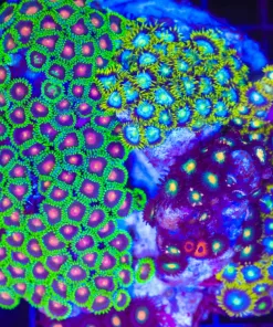 Wysiwyg Crazy Zoanthid Combo Rock (C58)