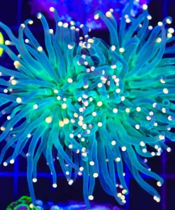 Wysiwyg Torch Coral (C59)