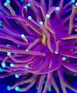 Wysiwyg Blue Tip Torch Coral (C6)