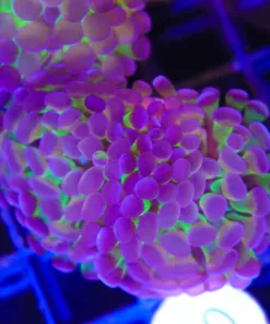 Wysiwyg Hammer Coral Frag (C63) Free Coral ! With Livestock Purchase Over $299