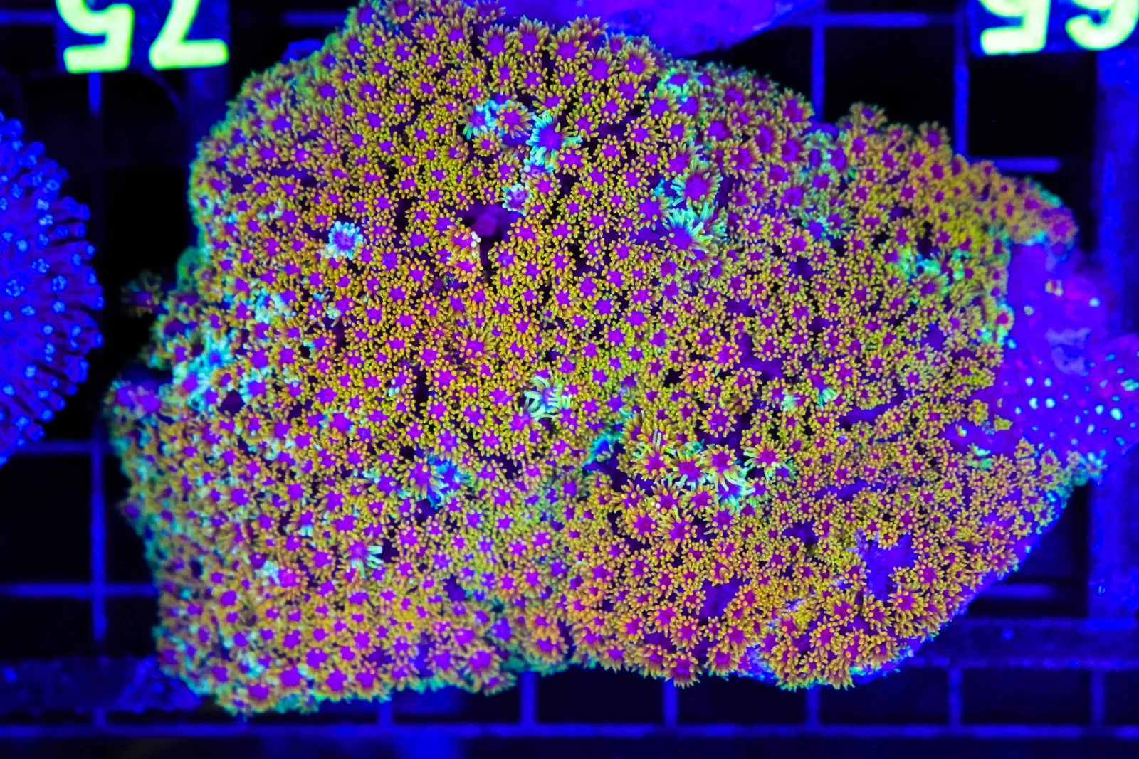 New coral arrivals