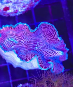 Wysiwyg Small Derasa Clam (C67) *Free Shipping ! Minimum $249 livestock spend*