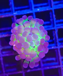 Wysiwyg Hammer Coral Frag (C67)