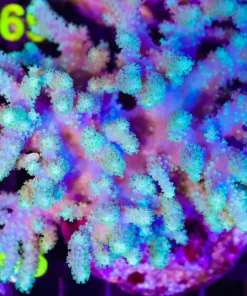 Wysiwyg UNique Wild Leather Coral Colony Large (C68)