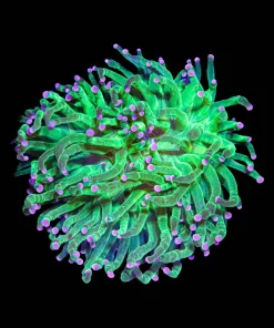 Wysiwyg Pink Tip Hydra Torch Coral (C7)